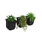 Mayne Valencia 8in Wall Mount Planter - Black 3-Pack 3871-B - alternate 1